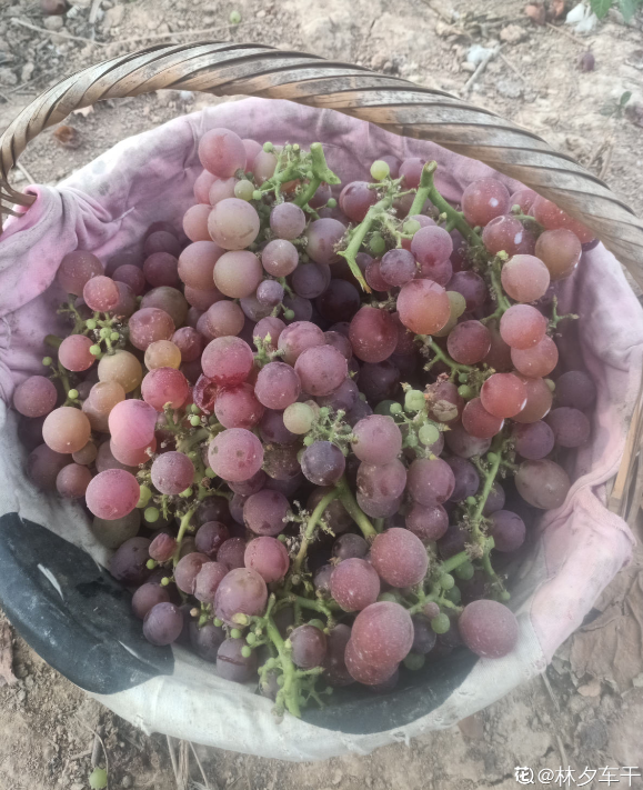 葡萄干怎么保存，葡萄干储存温度（葡萄干的制作方法太奇特）