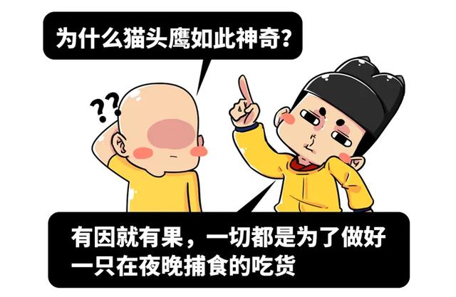 养雪鸮犯法吗，宠物雪貂多少钱一只（猫头鹰的构造原来这么奇葩）