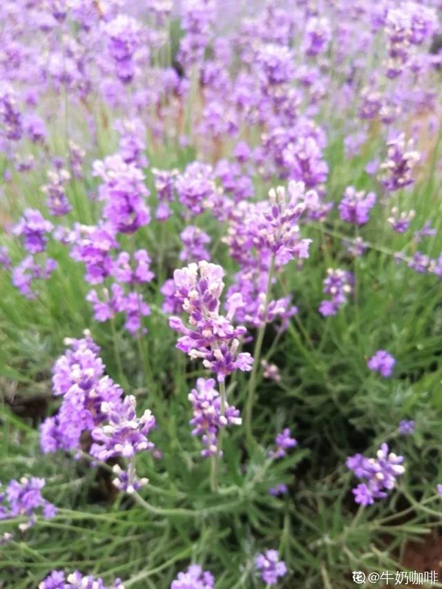 不锈钢盆可以放烤箱吗，烤箱里可以放不锈钢盆吗（10种花最养人）