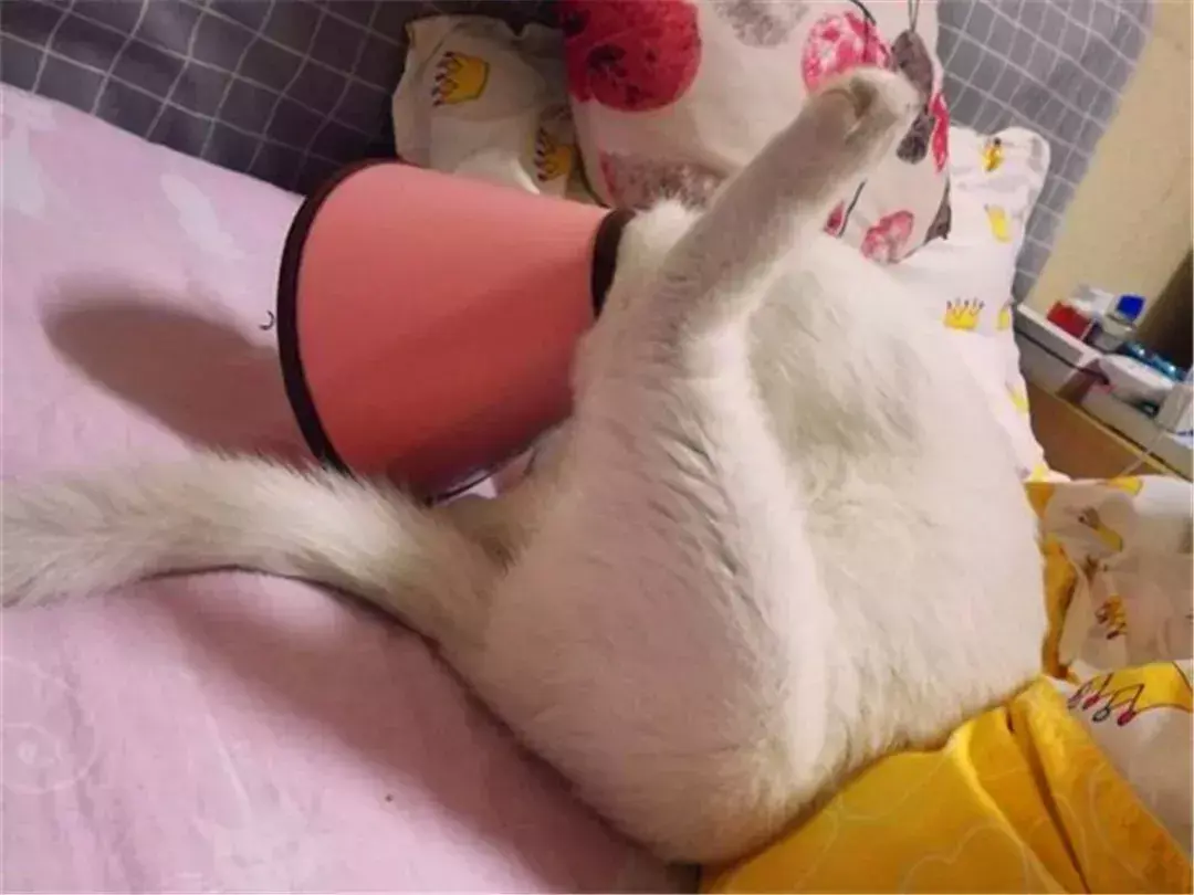 猫绝育后注意事项，猫咪绝育之后需要注意哪些（猫咪绝育后状态不佳）