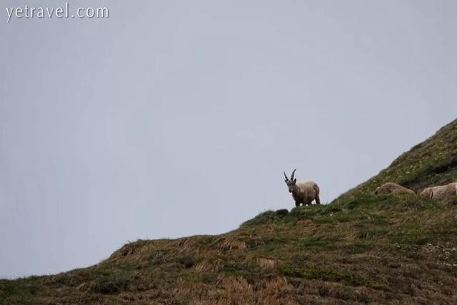 欧洲最高峰在哪个国家，欧洲最高峰指的是下列哪座山峰（你所不知道的百科二三事）
