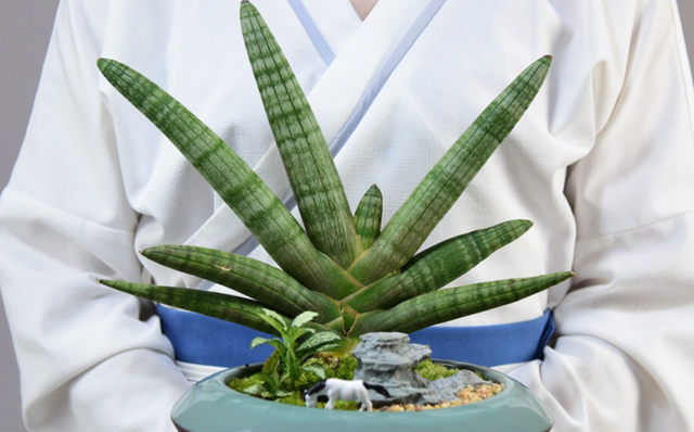 佛手花(佛手花刀),虎皮兰中的新品种佛手(佛手花百度百科)