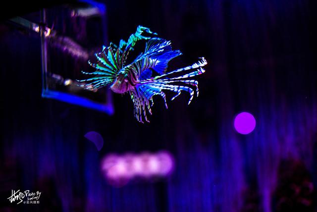 极地动物资料,极地动物世界(这些极地海洋鱼类太美了) 极地动物资料,极地动物世界(这些极地海洋鱼类太美了)