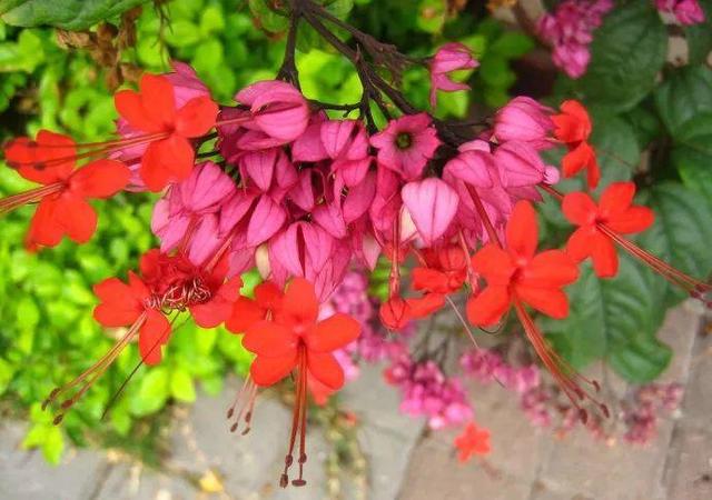 龙吐珠鱼，这花会吐小珠子（龙鱼吐珠的寓意）