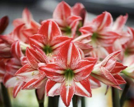 观音莲的花语，观音菩萨与莲花的寓意（守护你的小幸福）