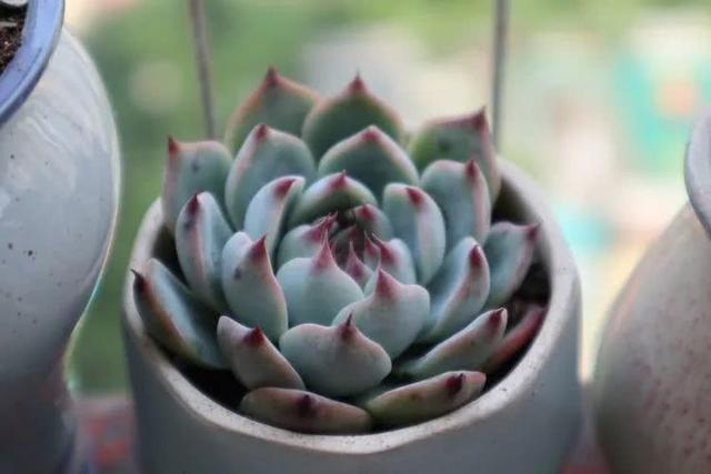 丸叶松绿怎么养，丸叶松绿的叶子可用来繁殖吗（养多肉，记名字，预防老年痴呆）