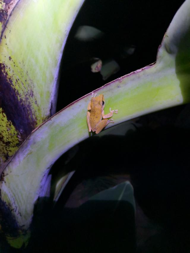 中国树蛙的品种简介，中国树蛙品种大全（他在蕉林里的发现）