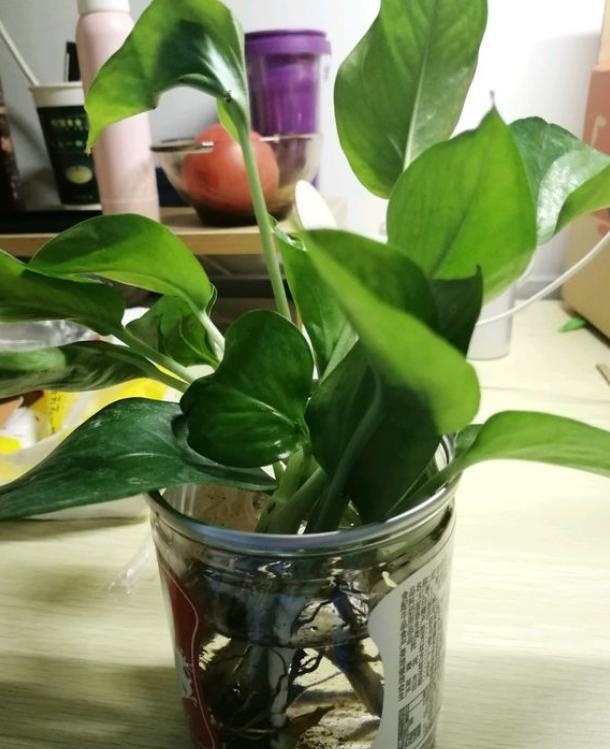 怎么水培绿萝，绿萝怎么水养（用“黑暗魔法”）