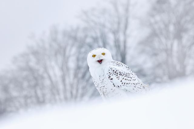 雪狐可以养吗，狐狸除臭腺手术费用（原本是个穿着“毛袜子”）