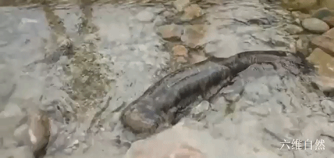 最大的两栖动物，最大的两栖动物是什么（六盘山首次发现一巨型野生大鲵）