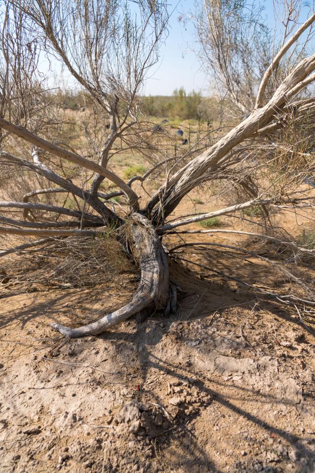 甘肃的沙漠主要分布在哪两个市，中国第二“罗布泊”甘肃沙漠县