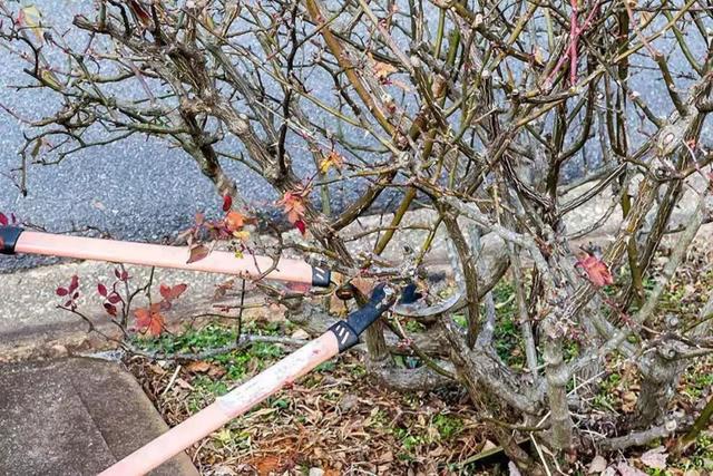 月季开花时间介绍。，月季开花时间介绍图片（不怕黄叶和感染病虫害）