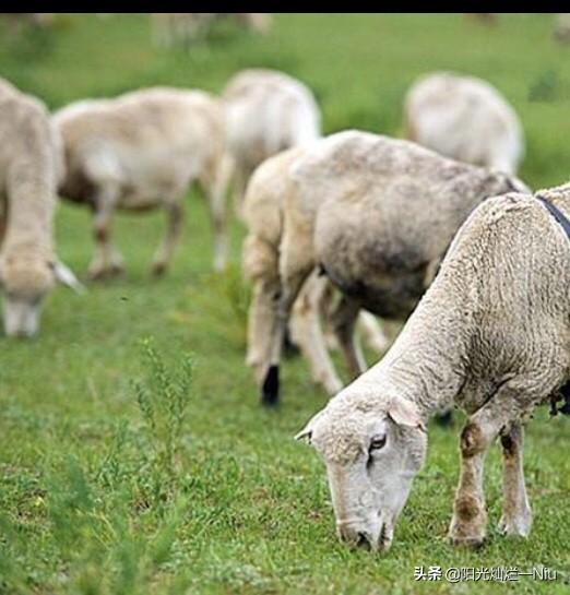 羊吃塑料布会有什么症状，有哪些治疗方法（如果羊出现吃土、啃木头、吃塑料薄膜等症状）