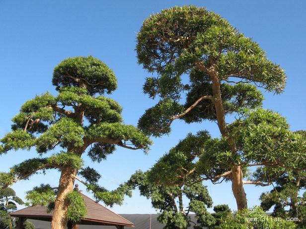 风水树都有啥树 风水有什么禁忌，风水树都有啥树（你认为有道理吗）