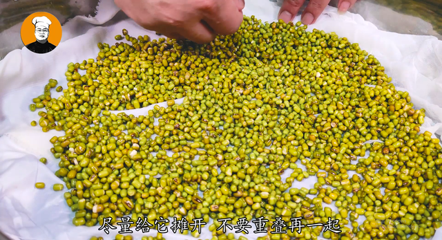 绿豆芽的生长过程，绿豆芽生长过程解说（还是老方法靠谱）