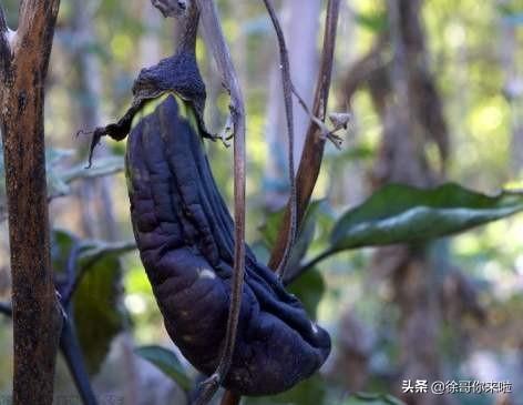 生无可恋什么意思，生无可恋是什么意思（是人生低谷时的“矫情”）