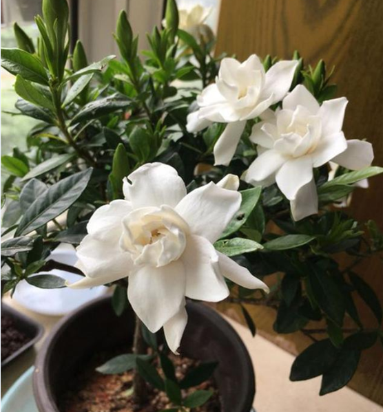 栀子花花期多长，栀子花的花期有多长时间（别乱浇磷酸二氢钾）