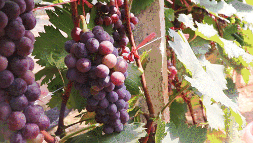 立秋吃什么食物养生，立秋节气吃什么养生（帮助身体做“收养”）