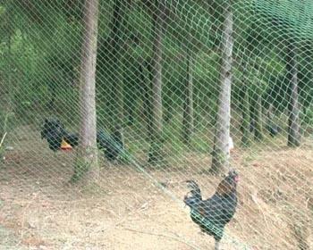 散养鸡用什么围网，养鸡围网要多高才合适（散养鸡要设置围网）