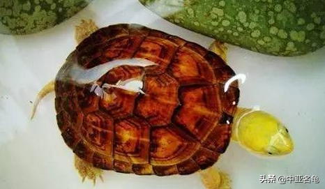 乌龟一般吃什么，家养的小乌龟一般吃什么（最全面的新手养龟攻略）