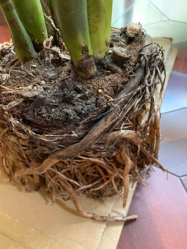 山药豆是什么，山药豆是什么样子的图片（挖出一把“山药豆”）