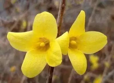 芙蓉花花语，芙蓉花花语及寓意（100种花的花语，太全了！）