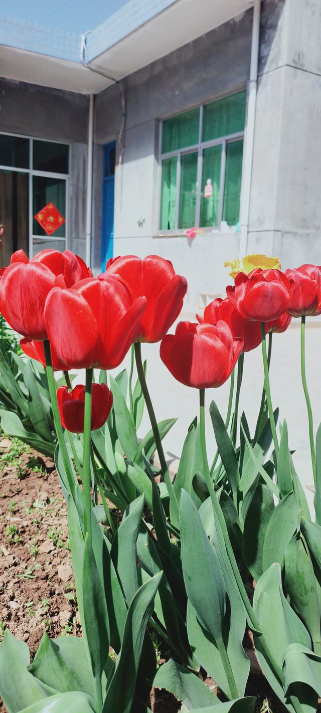 花的歌曲有哪些，描写花的歌曲有哪些（6种花是“活香水”）