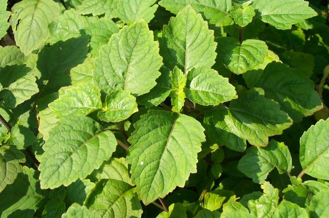 香蜂草栽培技术，香蜂草栽培技术培训（6种香草植物）