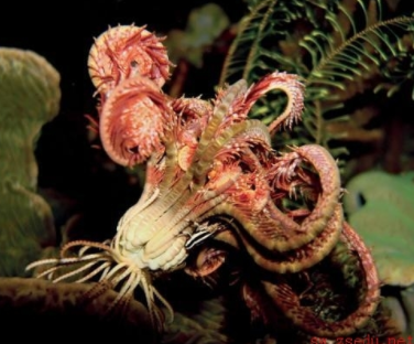 植物活化石有哪些，活化石有哪些（十大动植物活化石）