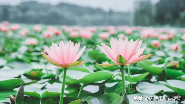 描写四季的古诗，描写秋天的诗句有什么（《唐诗三百首》中的四季）