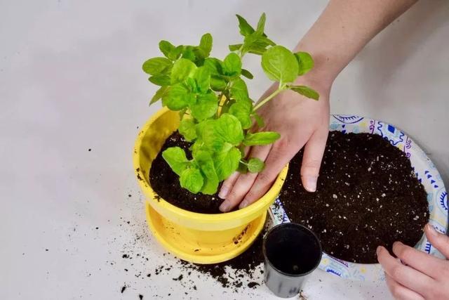 薄荷盆栽怎么弄，薄荷怎么做盆栽（买来的小薄荷盆栽快速长满一盆）