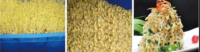 生豆芽机器使用方法，生豆芽机器使用方法图（全自动豆芽机）