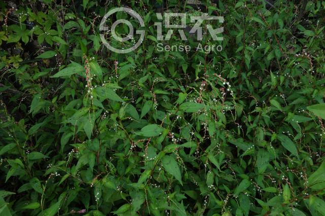 水马为什么叫水马，水马是啥东西（每日一草：水蓼）