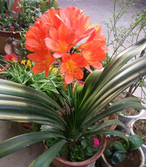 君子兰开花的养护(记住几个"重点",年年都开花,你也能做到) - 彝家