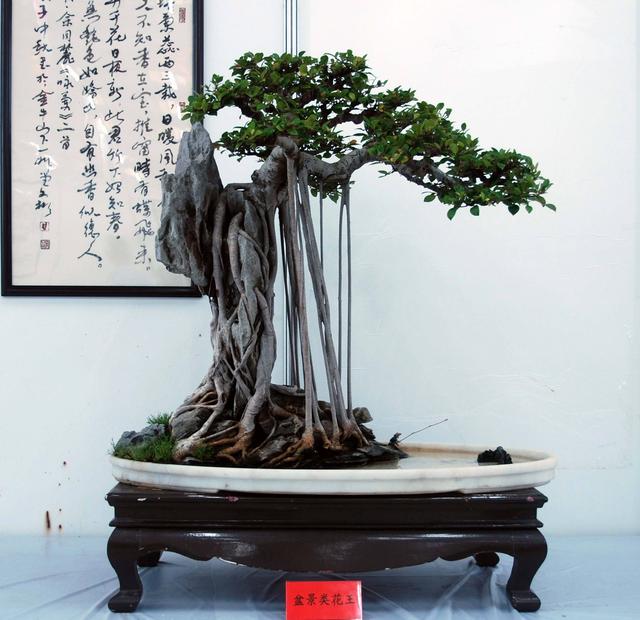 榕树盆景的养殖方法和注意事项，榕树盆景养殖方法和注意事项（榕树盆景养护有方法）