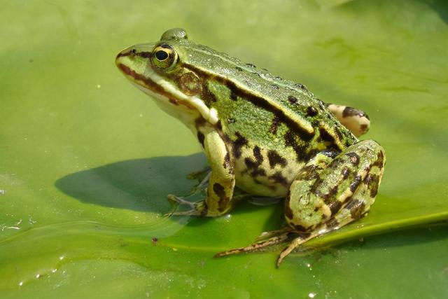 麻雀是国家二级保护动物吗，麻雀为什么养不活（曾经是四害之一的麻雀）