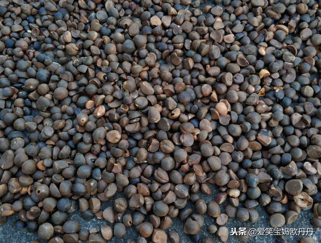 茶油是什么，茶油是什么东西（山茶油原来是这么来的）