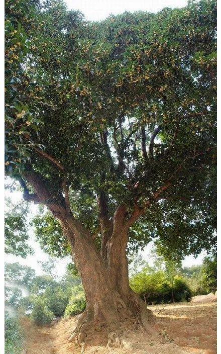 桂花分类,50年的桂花树(桂花分类地位)