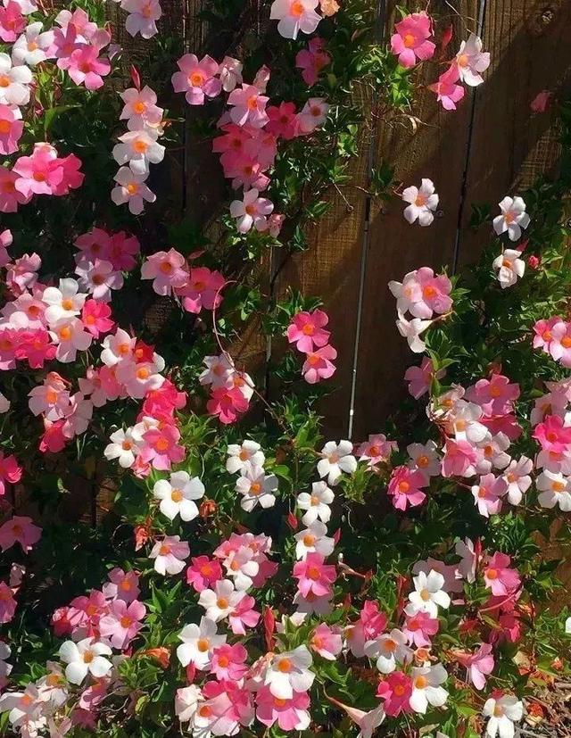 SuSu:一起种草莓来吗，微信头像，SuSu:一起种草莓来吗?【杂图】（花芽蹭蹭长满盆）