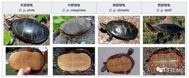 东锦龟怎样饲养，东锦龟的养殖（龟界传说级别的抗冻神仙）