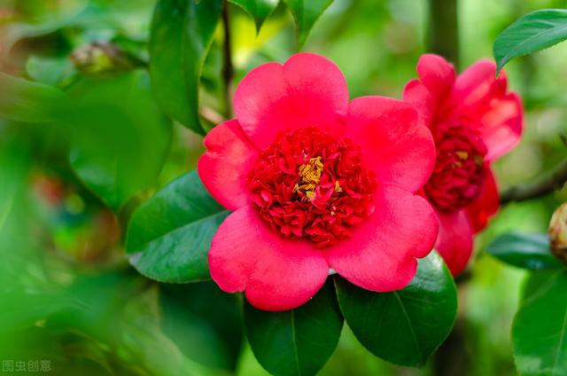 种紫薇树的风水禁忌，风水最好的树（有院子就种15种树）