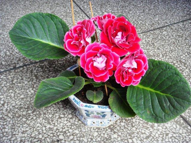 大岩桐如何养长得旺盛，大岩桐好不好养（如何养才能开花又多又鲜艳呢）