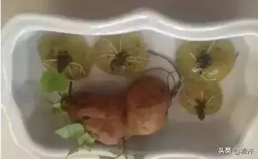 土豆发芽了把芽去掉还能吃吗，土豆把芽去掉能吃吗（土豆“发芽”不要扔）