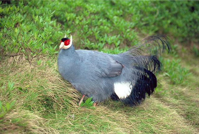 真正的土鸡，土鸡卖多少钱一斤（白马鸡、蓝马鸡、藏马鸡、褐马鸡）