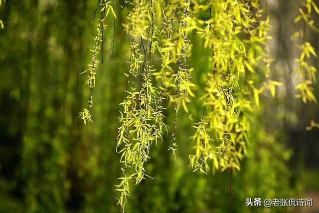 无可奈何花落去下一句是什么，无可奈何花落去下句诗是什么（宋词“无可奈何花落去）