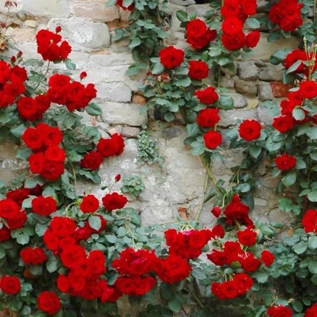 我国国花是什么花，中国国花是什么花（中国国花是什么花）