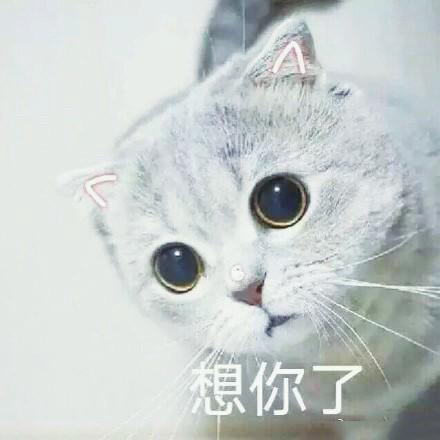 猫咪表情包大全图，可爱的猫咪表情包合集