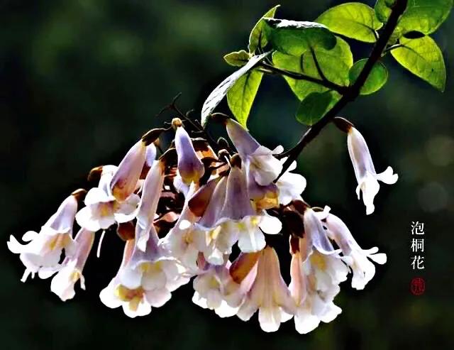 泡桐花（泡桐花花语，泡桐花～紫瓣黄蕊胭脂韵（泡桐花花语是什么）