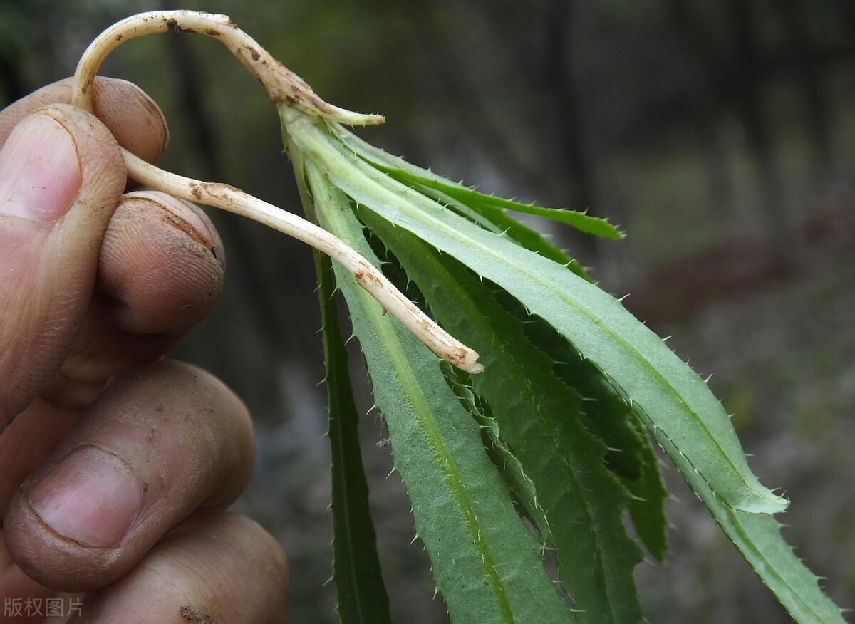 瓶草幼苗的俗稱,學名很多,比如香爐草,燈籠草,甜甜菜,野菠菜,米油返