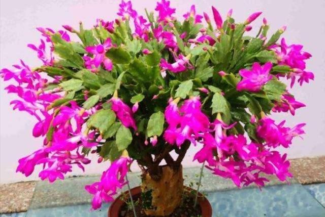 冬天开的花有哪些，冬天开的花有哪些花名颜色（家里养上5种花，天冷也有花看）